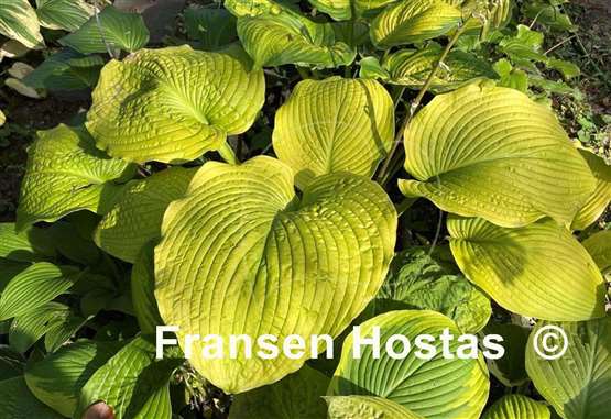 Hosta Sutter's Mill